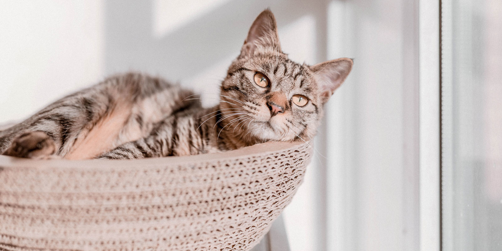 Kattenluik kopen: Waar moet je op letten?