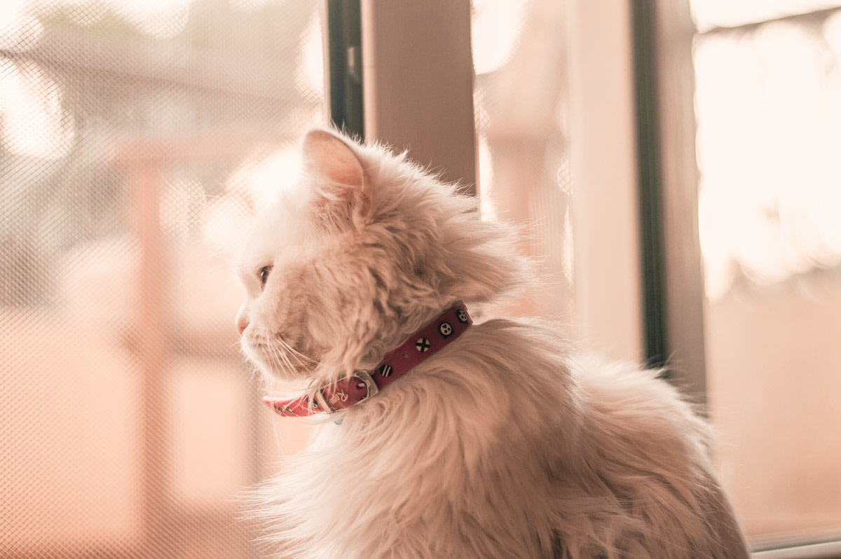 Waarom jouw kat een halsband nodig heeft