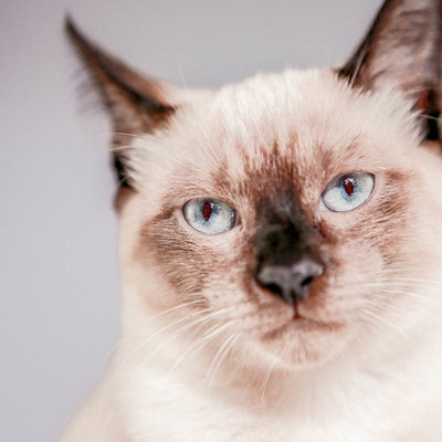 Siamese kat: Dit moet je weten over dit kattenras
