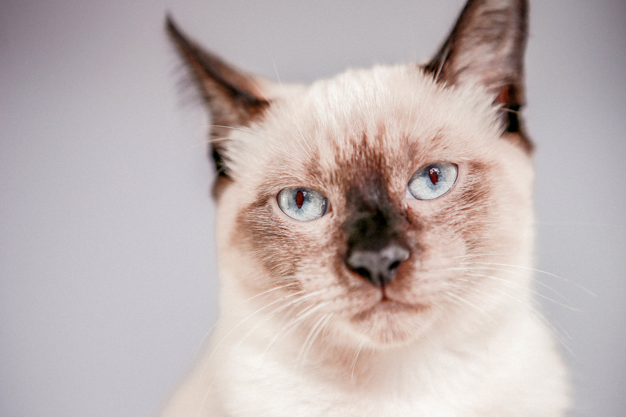 Siamese kat: Dit moet je weten over dit kattenras