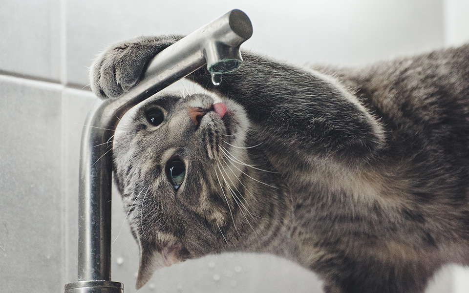 Wat te doen als je poes uitgedroogd is