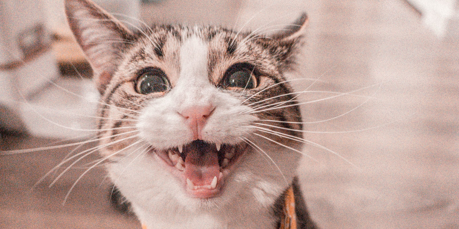 De leukste katten op TikTok op een rij