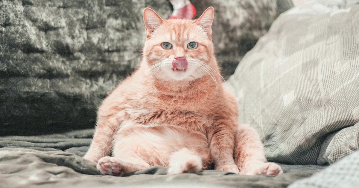 5 katten die het internet veroverden met een videobomb