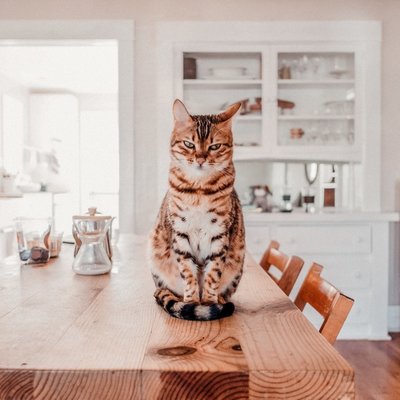 Gedraagt je kat zich vreemd? Dat kunnen effecten van de coronacrisis zijn!