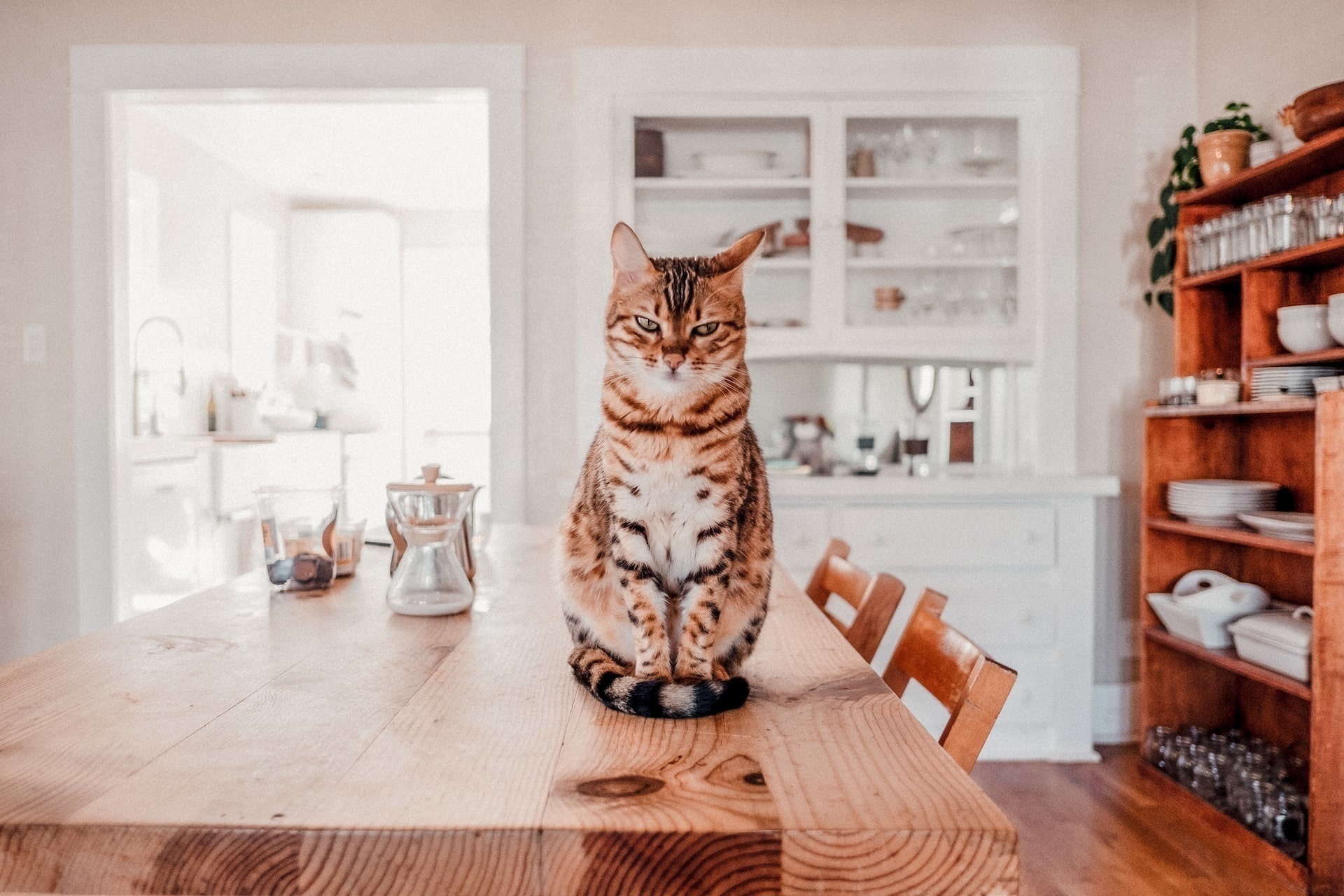 Gedraagt je kat zich vreemd? Dat kunnen effecten van de coronacrisis zijn!