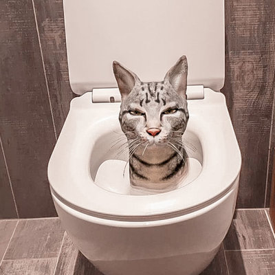 Haal een virtuele 3D-kat in huis met Google