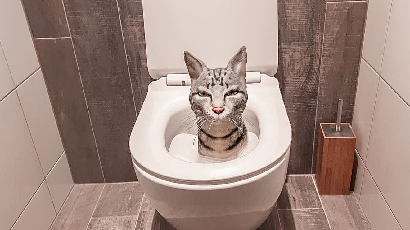 Haal een virtuele 3D-kat in huis met Google