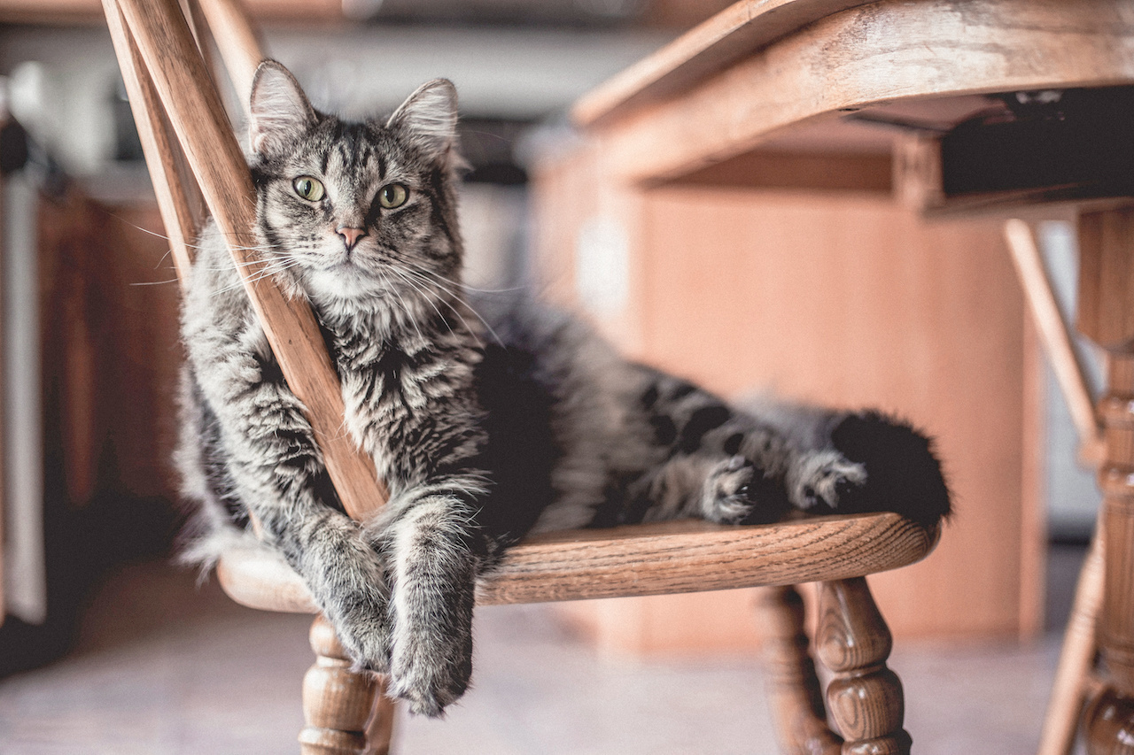 Een kattenverzekering voor jouw kat? Wij vertellen je er alles over!