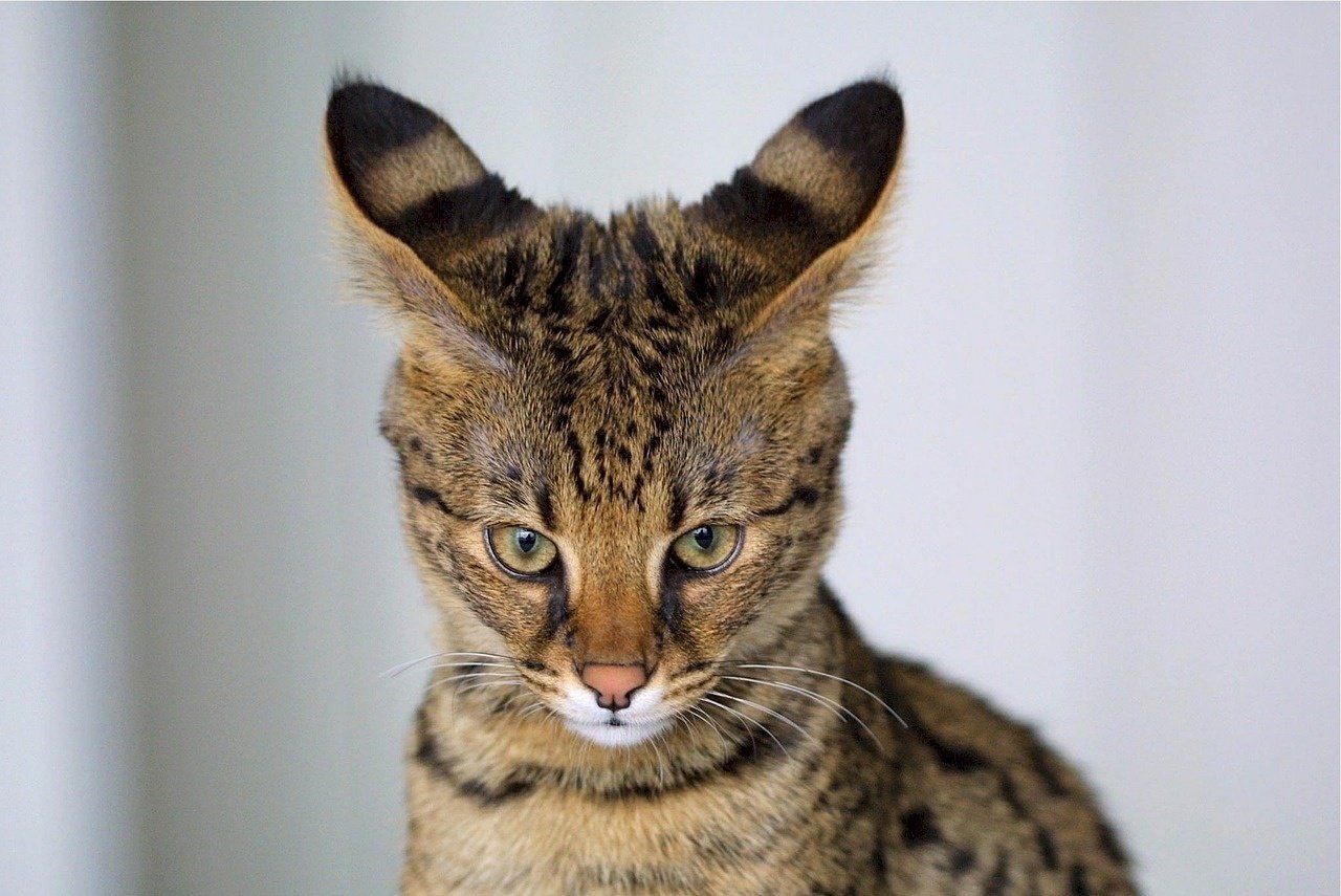 Savannah kat: dit moet je weten over het kattenras