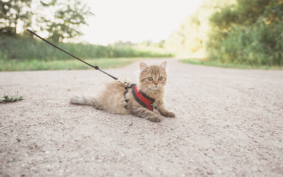 Kattentuigje kopen? Wij zetten de beste voor je op een rijtje!