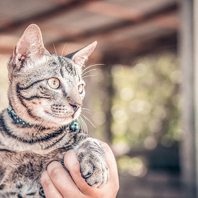De 8 leukste kattenhalsbanden op een rij