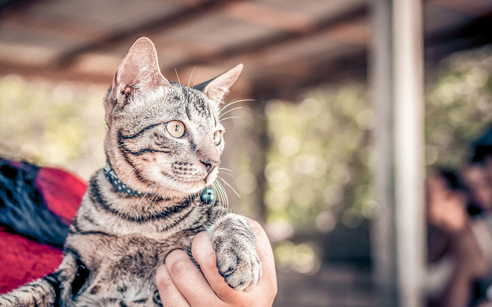 De 8 leukste kattenhalsbanden op een rij