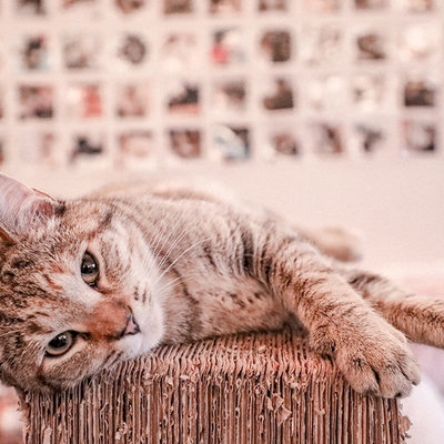 Dit zijn de 12 leukste kattencafés in Nederland!