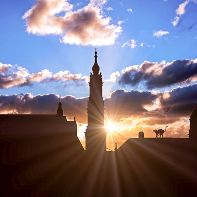 7x plaatsen in Nederland met katten als inspiratiebron