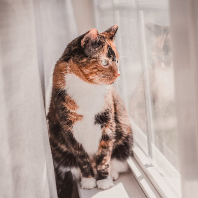 Buitenverbod voor katten: gaat het echt gebeuren?