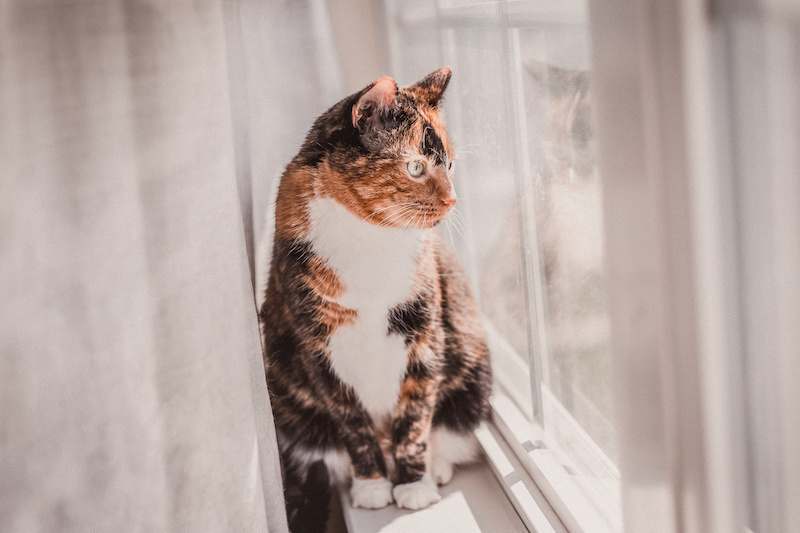 Buitenverbod voor katten: gaat het echt gebeuren?