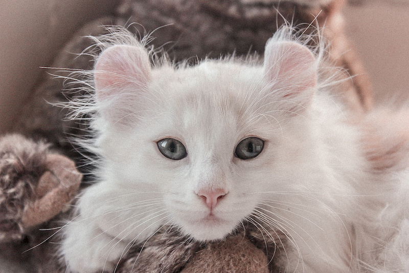 American Curl: alles wat je over dit kattenras moet weten