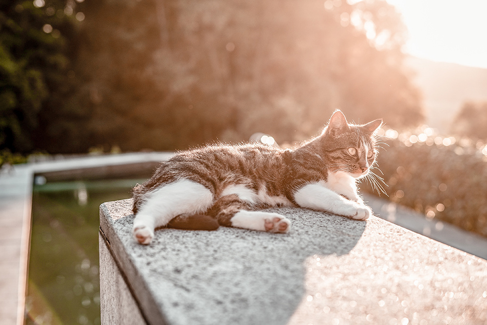 5x waarom katten blij zijn dat het lente is