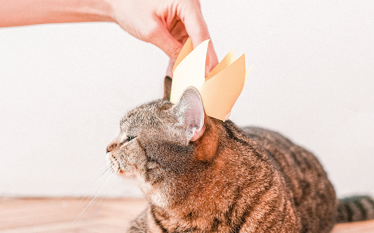 De 5 leukste oranje kattenproducten om Koningsdag te vieren!