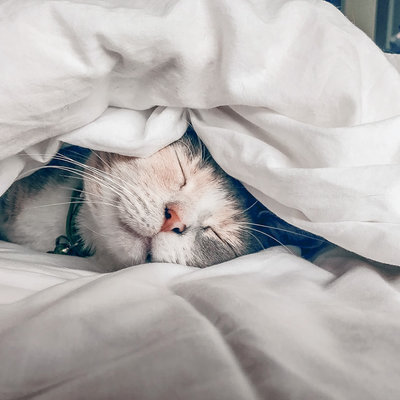 Avondklok voor katten: dit is wat je moet weten!