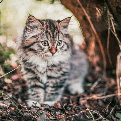 Hoe houd ik katten uit mijn tuin: 4 handige tips