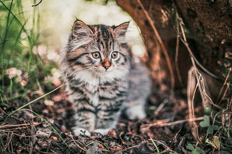 Hoe ik katten uit mijn tuin? 4 tips - Poezenbazen.nl