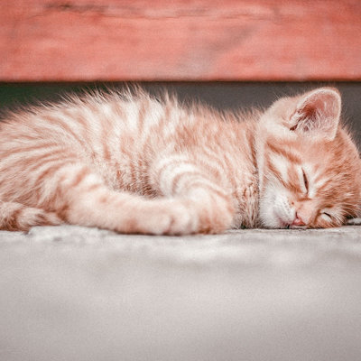 Hoeveel slaapt een kat?