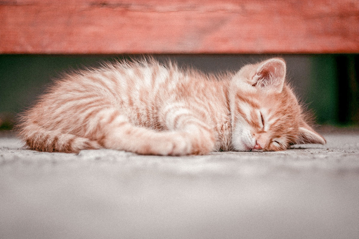 Hoeveel slaapt een kat?