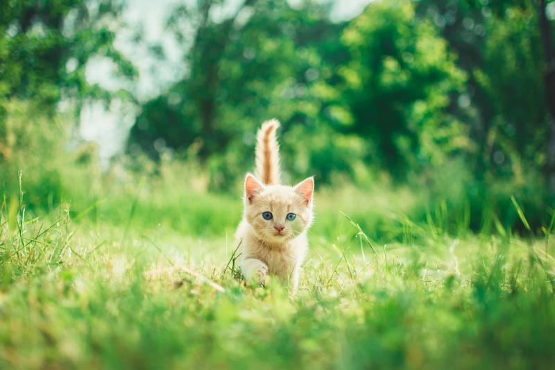 Kitten voor het eerst naar buiten - Poezenbazen - Poezenbazen.nl