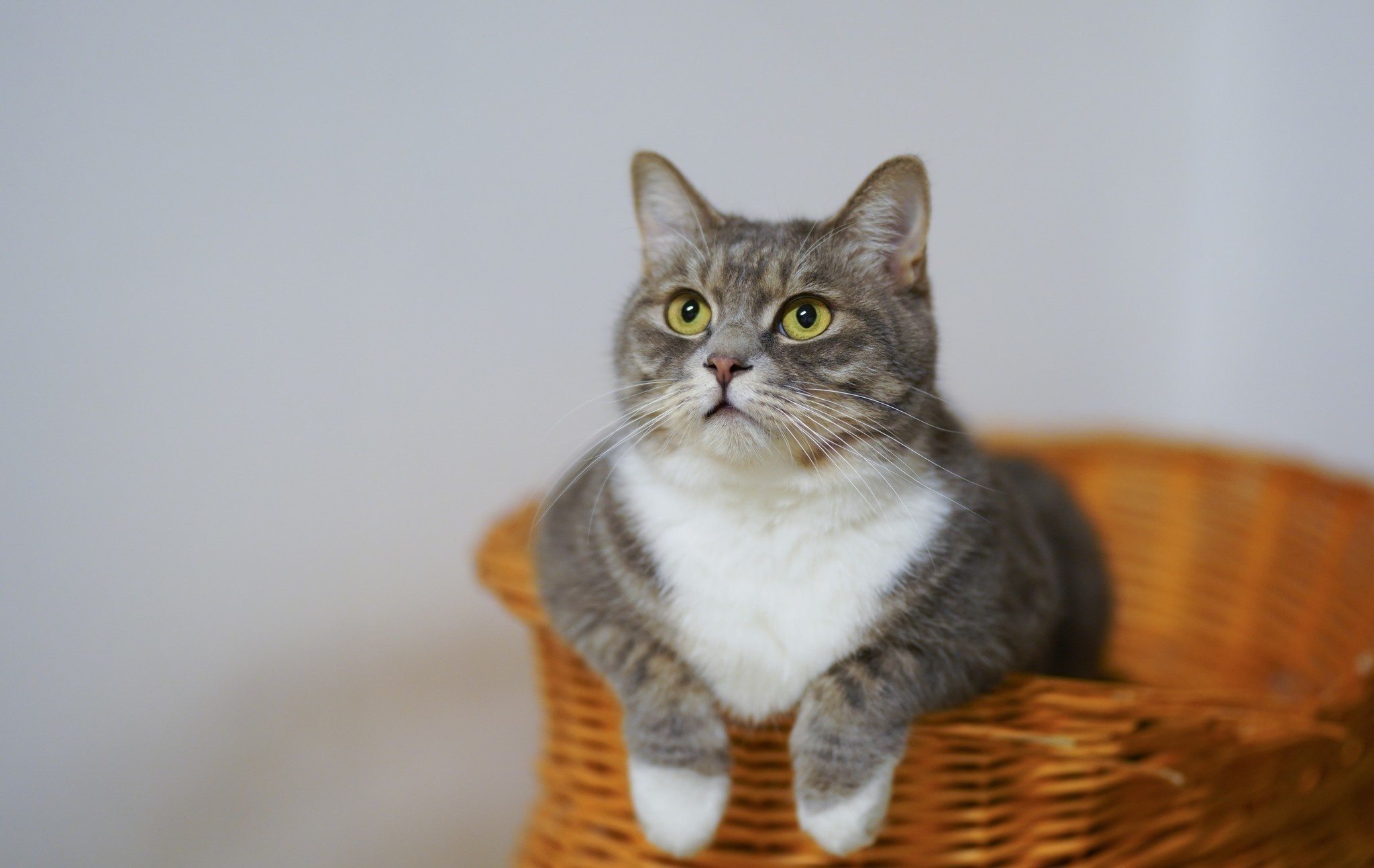 Klaar elk hoop Poezenbazen: dé leukste kattenwebshop van Nederland! - Poezenbazen.nl