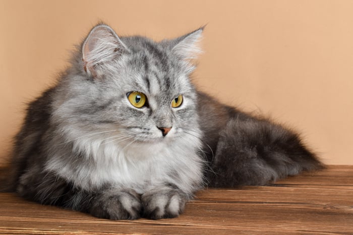 De Maine Coon: dit is wat je over dit kattenras moet weten