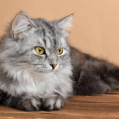 Wat doet kattenkruid met katten?