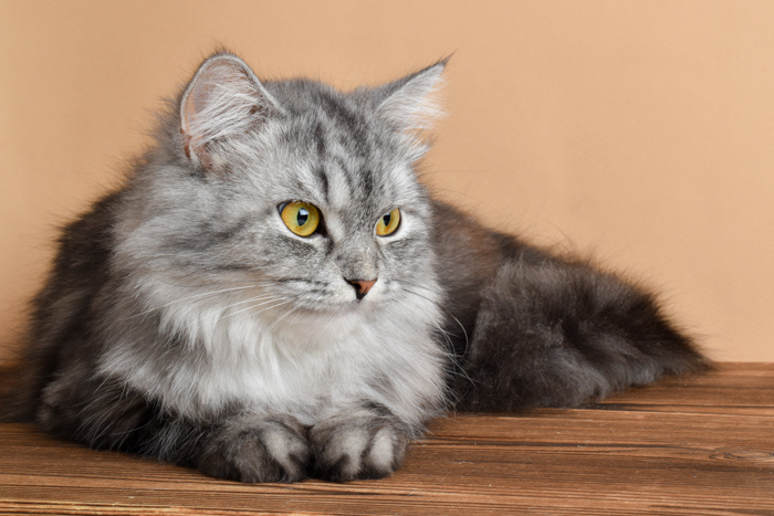 Dit zijn de 5 leukste kattenspeeltjes voor jouw kat!