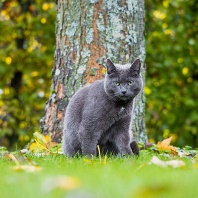 Blauwe Rus: een gezellige en speelse kat
