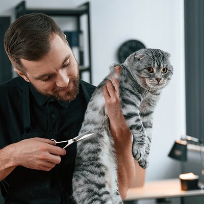 Met je katten naar de trimsalon: wanneer doe je dit?