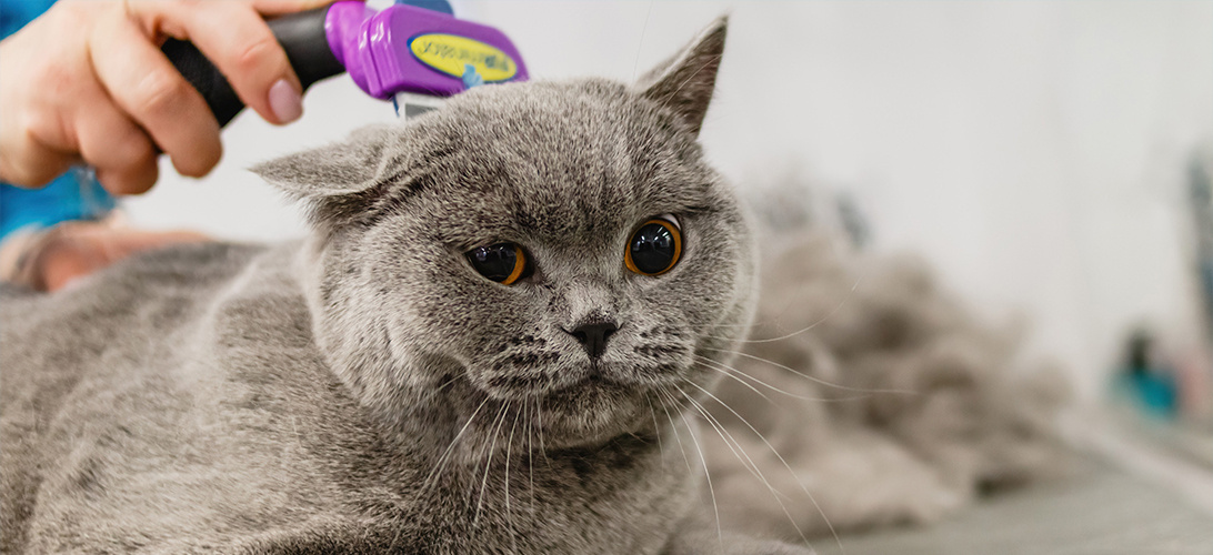 Haargroei van een kat na het scheren: vaak duurt het lang