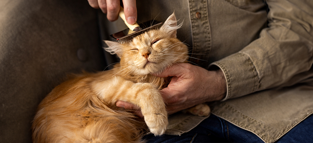 Met je kat naar de kapper. Kan dat?