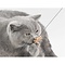 Cat Dancer Cat Dancer - Speelgoed Kat - Interactief - Kattenhengel - Original