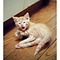 Cat Dancer Cat Dancer - Speelgoed Kat - Interactief - Kattenhengel - Original