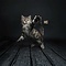 Cat Dancer Pro-Model Interactief Kattenspeelgoed