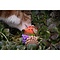 Forest Friends Mouse Orange