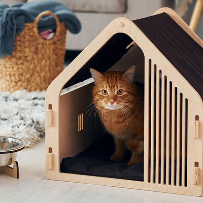 Je kat laten wennen aan een nieuw huis