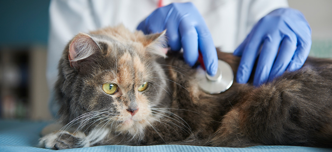 Mijn kat heeft stress na een bezoek aan dierenarts