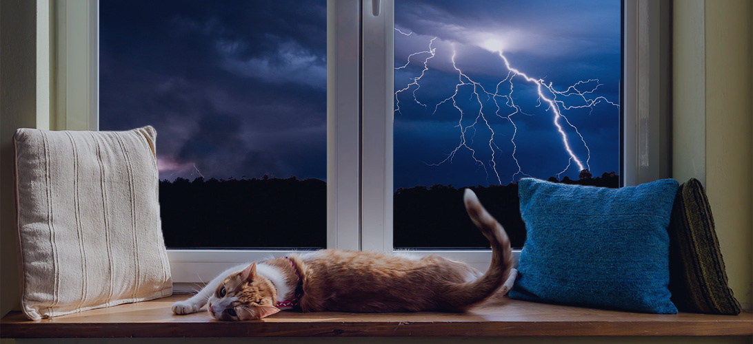 Mijn kat is bang voor onweer: kalmeringstips