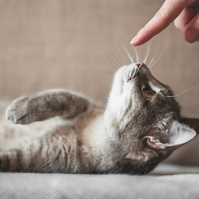 Stress bij katten herkennen en verminderen