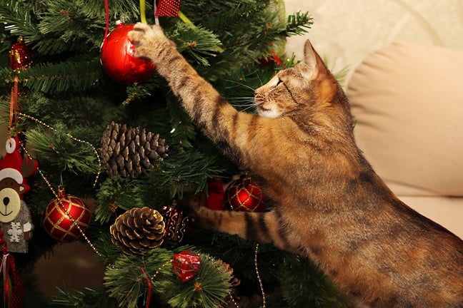 Kerst vieren met katten in huis: tips voor een veilige Kerstmis