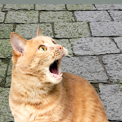 Groene aanslagverwijderaar en onze geliefde kat; gaat dat samen?