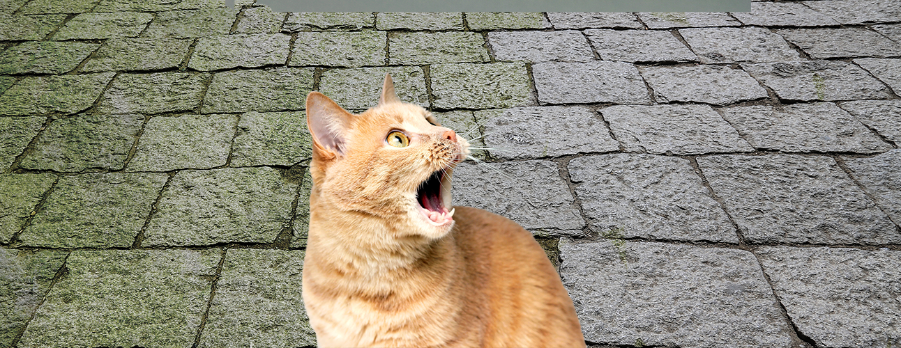 Groene aanslagverwijderaar en onze geliefde kat; gaat dat samen?