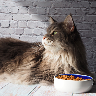 "Optimale Voeding voor Gesteriliseerde Seniorenkatten: Een Gids voor Gezondheid en Welzijn"