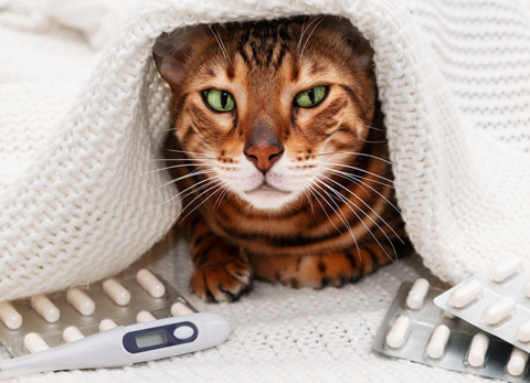 Waarom ontwormen belangrijk is voor de gezondheid van je kat